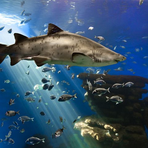 Enjoy Palma Aquarium and the Can Pastilla coastline