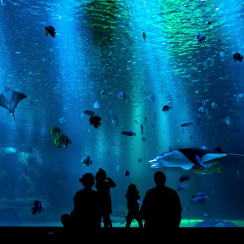 Visita al acuario Poema del Mar y Las Canteras